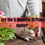 Benefits Of Planting at Home