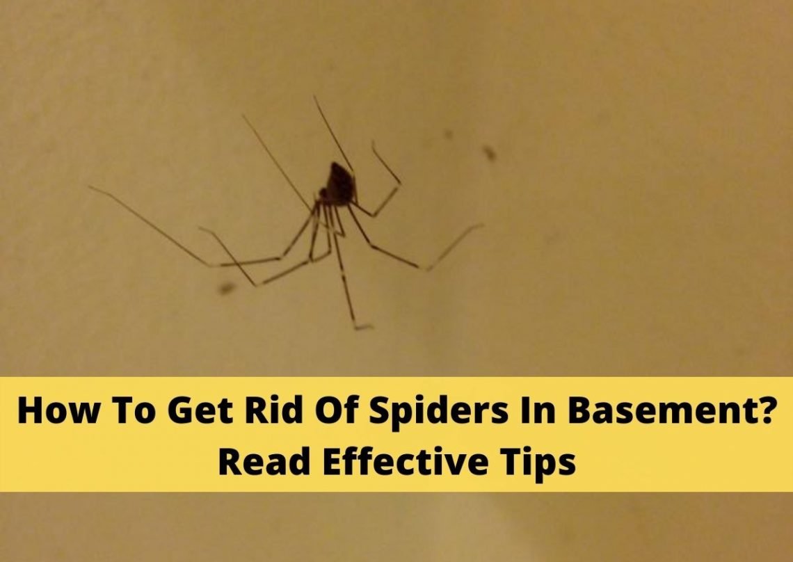 How To Get Rid Of Spiders In Basement? Read Effective Tips