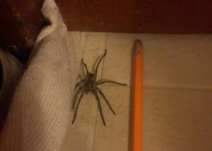 How To Get Rid Of Spiders In Basement