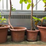 Grow Fig Trees